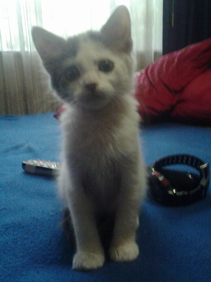 mi gato